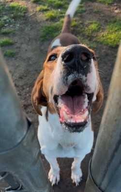 Enlarge Walker, a ADOPTABLE Treeing Walker Coonhound in Woodbine, GA image 1/1