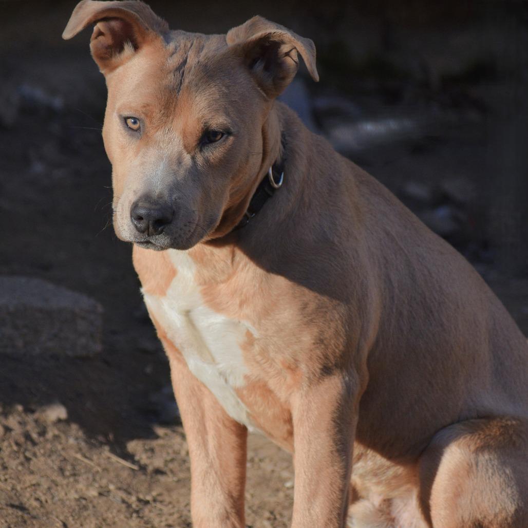 Charlie, a Adoptable mixed breed in Fort Smith, AR image 1/5