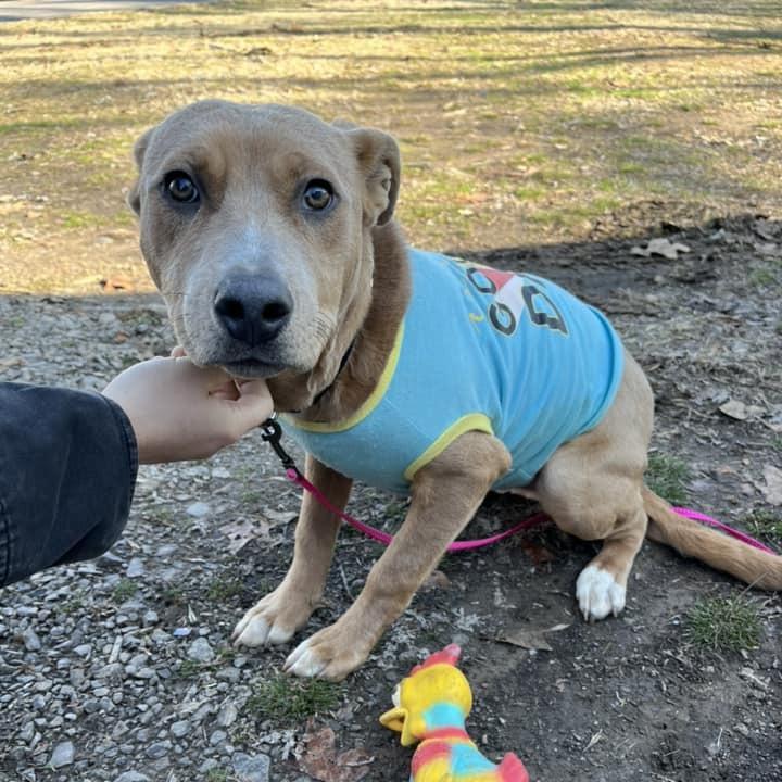 Charlie, a Adoptable mixed breed in Fort Smith, AR image 2/5