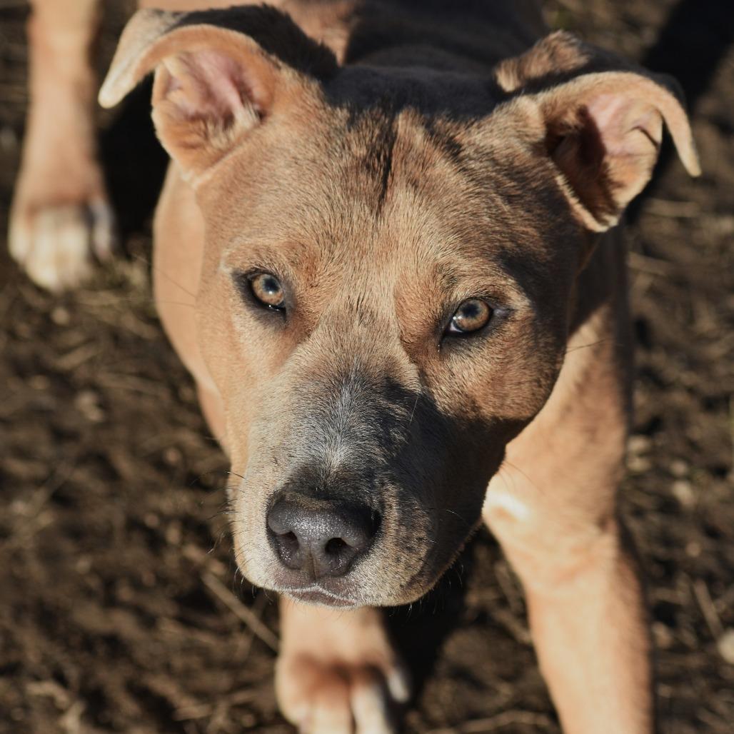 Charlie, a Adoptable mixed breed in Fort Smith, AR image 3/5