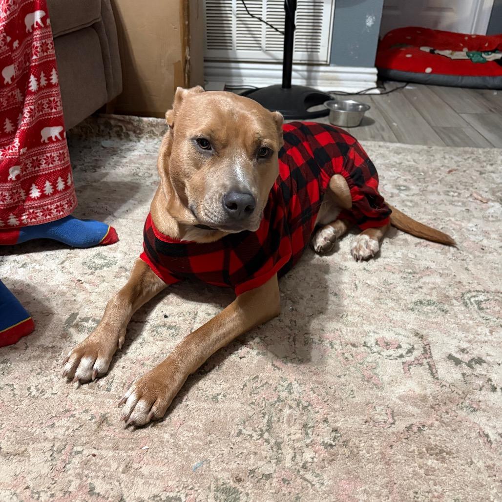 Enlarge Charlie, a Adoptable mixed breed in Fort Smith, AR image 4/6