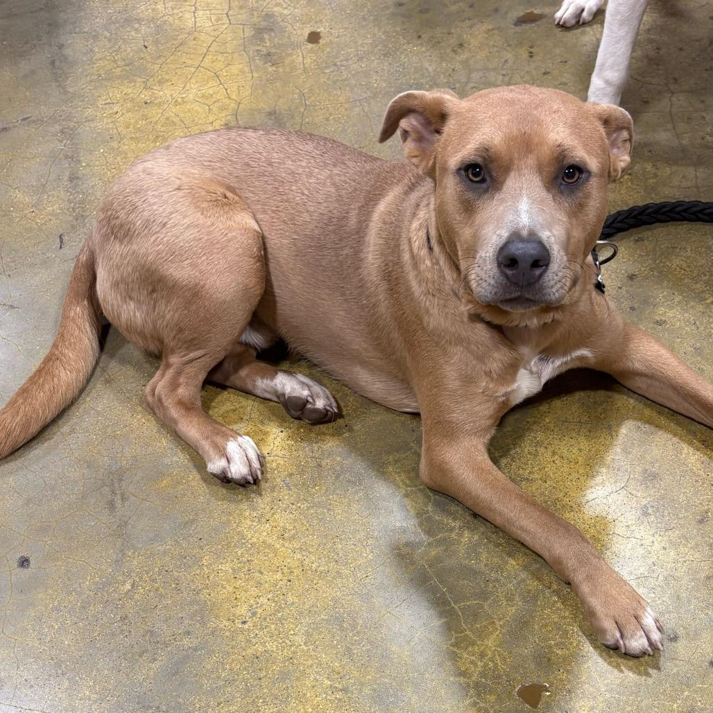 Charlie, a Adoptable mixed breed in Fort Smith, AR image 4/5