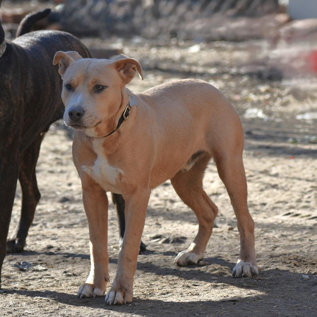 Charlie, a Adoptable mixed breed in Fort Smith, AR image 5/5