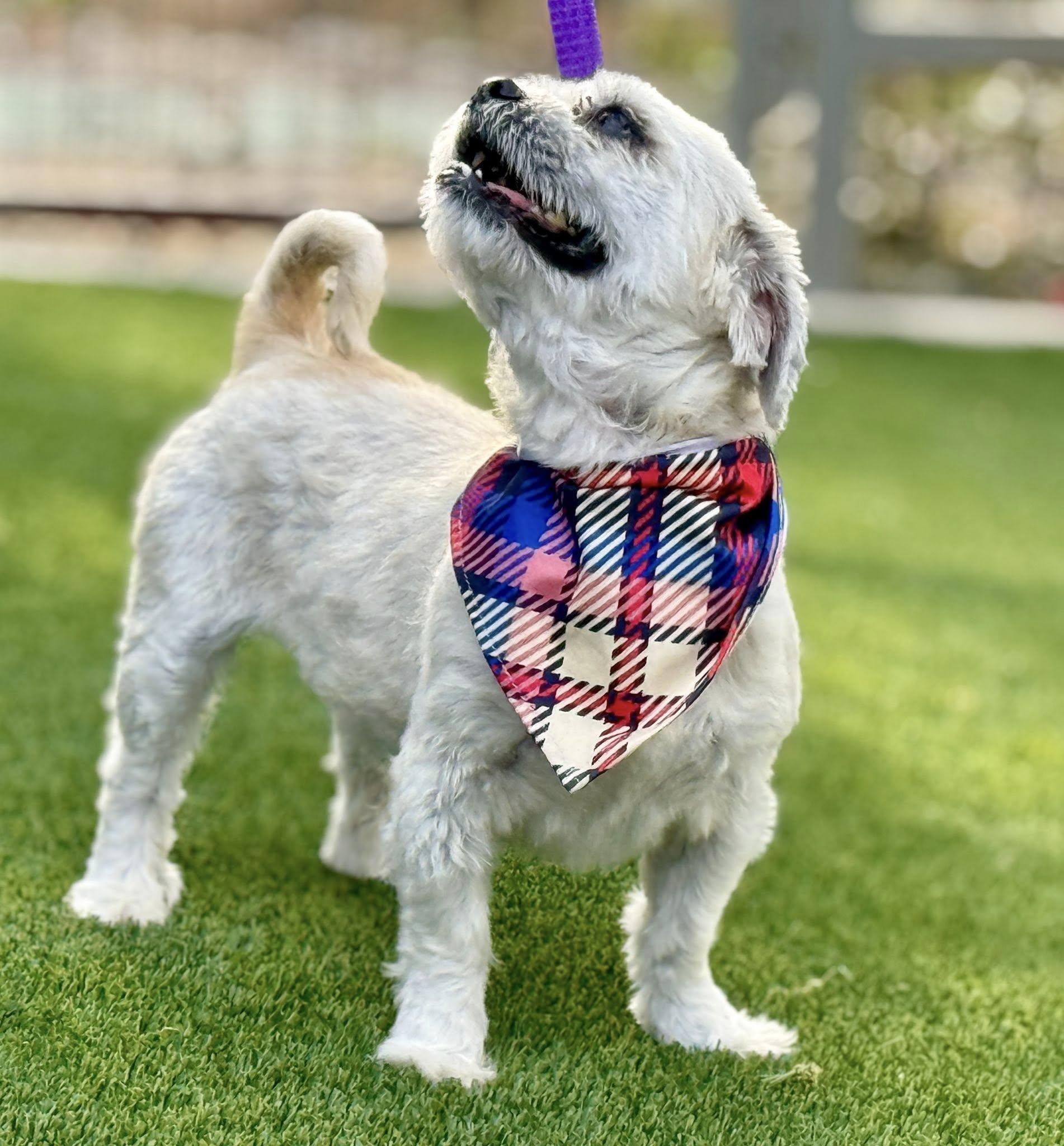 Percy - Shih Tzu boy