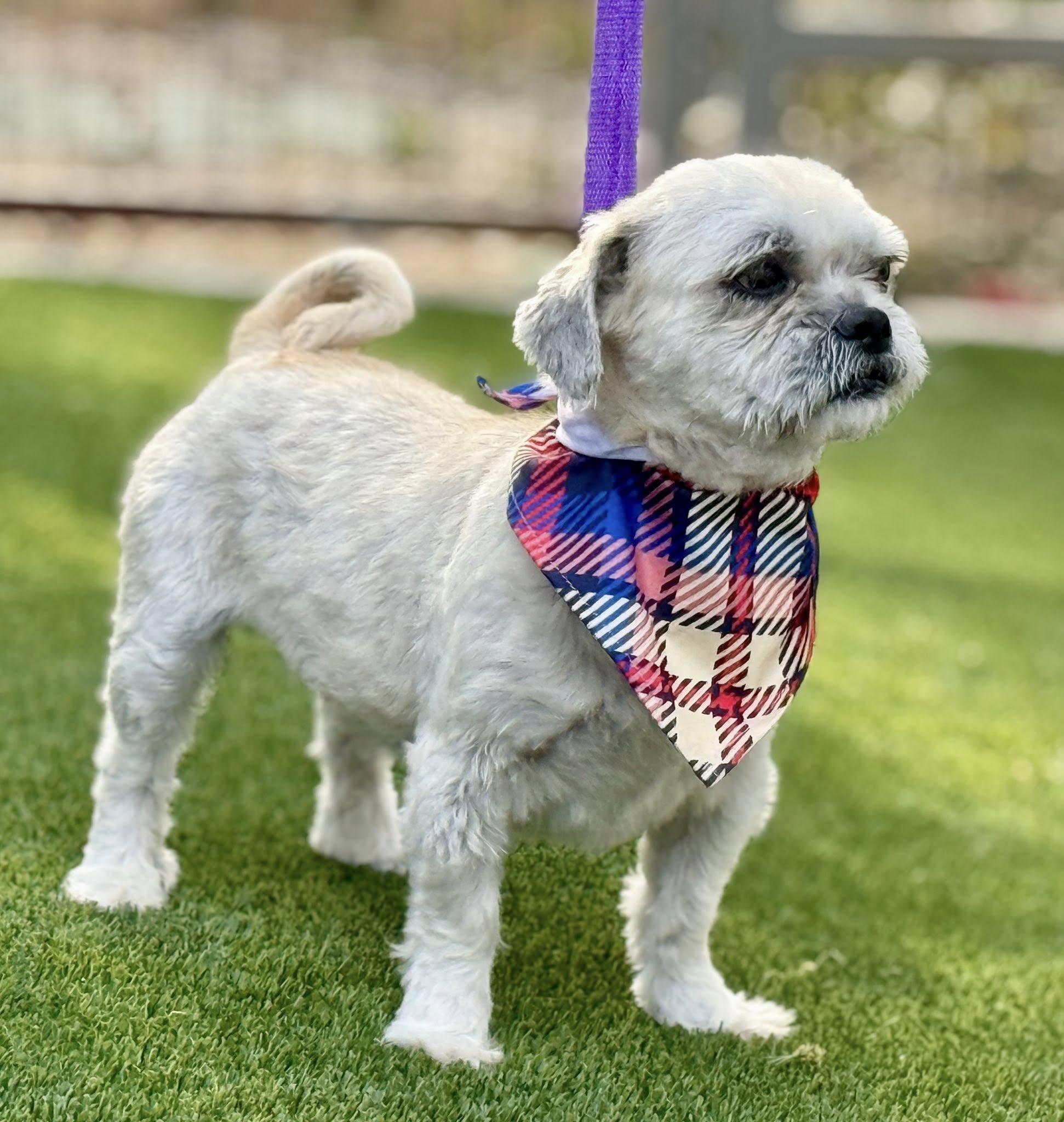 Percy - Shih Tzu boy