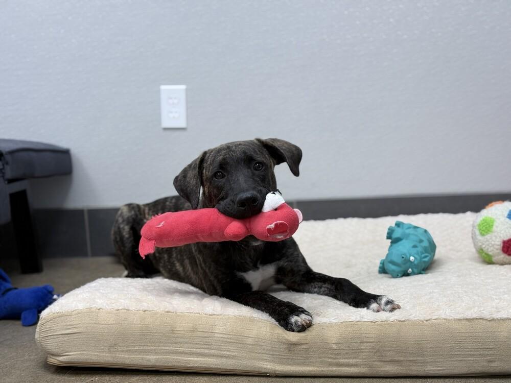 Enlarge Blade, a Adoptable mixed breed in Lockhart, TX image 1/5