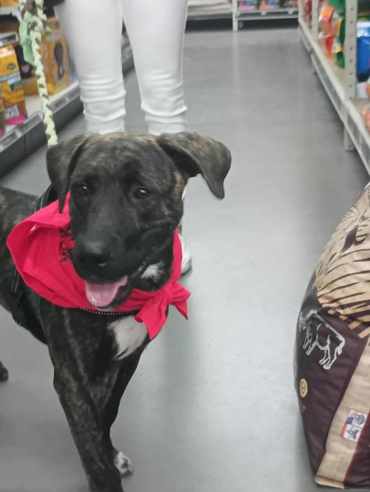 Enlarge Blade, a Adoptable mixed breed in Lockhart, TX image 2/5