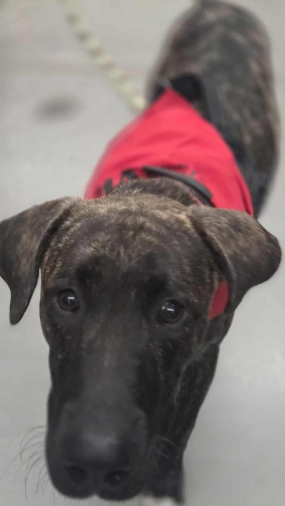 Enlarge Blade, a Adoptable mixed breed in Lockhart, TX image 3/5