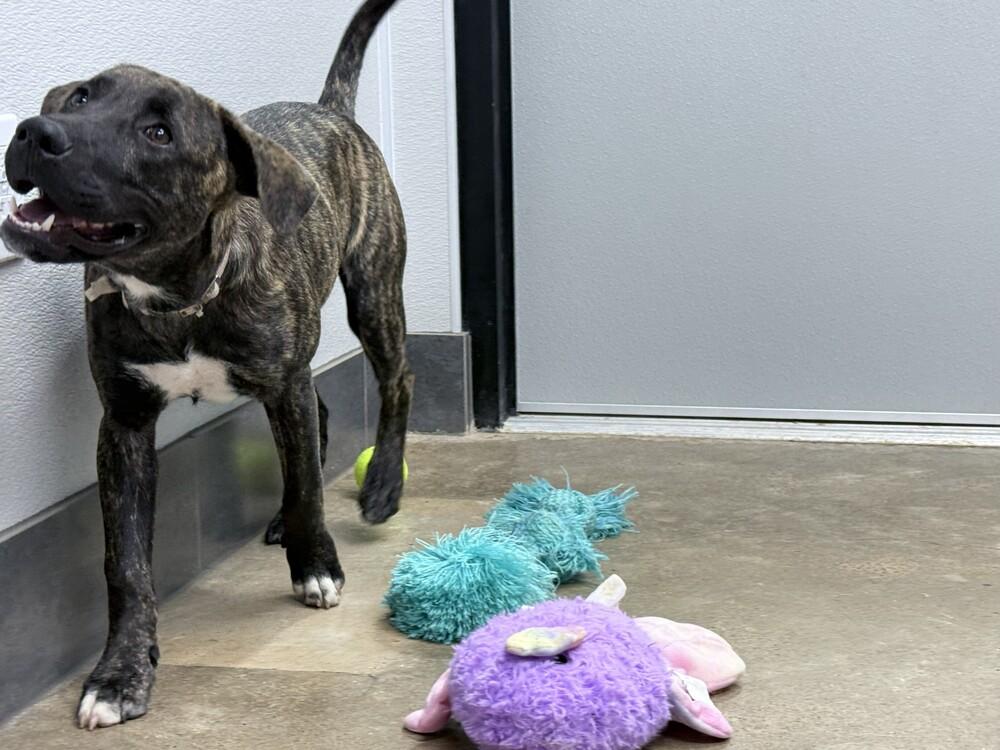 Enlarge Blade, a Adoptable mixed breed in Lockhart, TX image 4/5