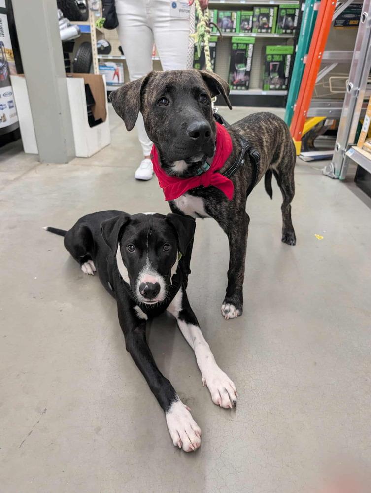 Enlarge Blade, a Adoptable mixed breed in Lockhart, TX image 5/5