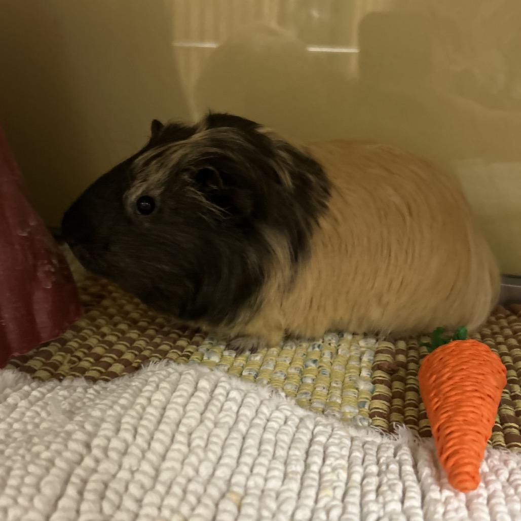 Diesel, Adoptable, Young Male Peruvian.