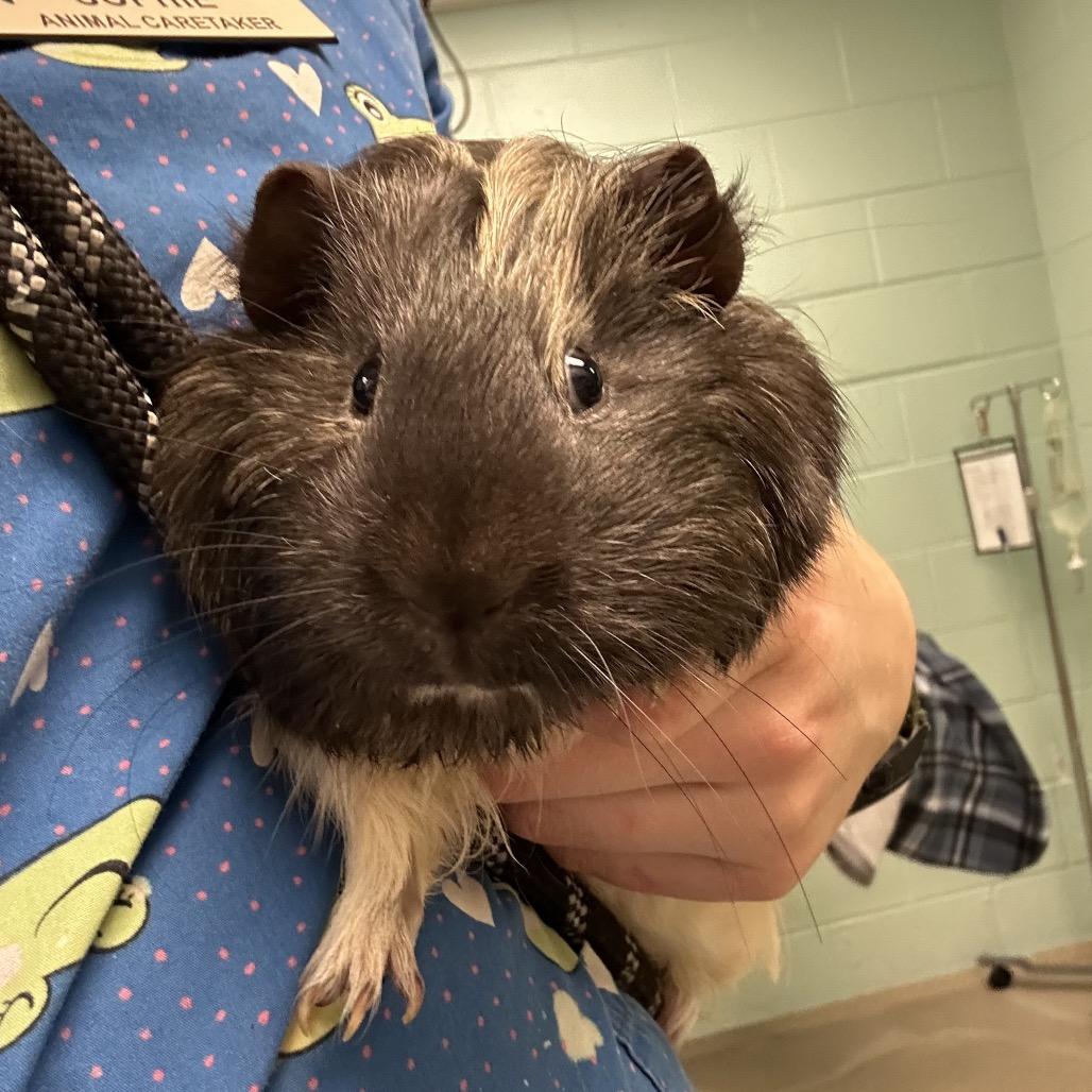 Enlarge Diesel, a Adoptable Peruvian in Waukesha, WI image 3/3