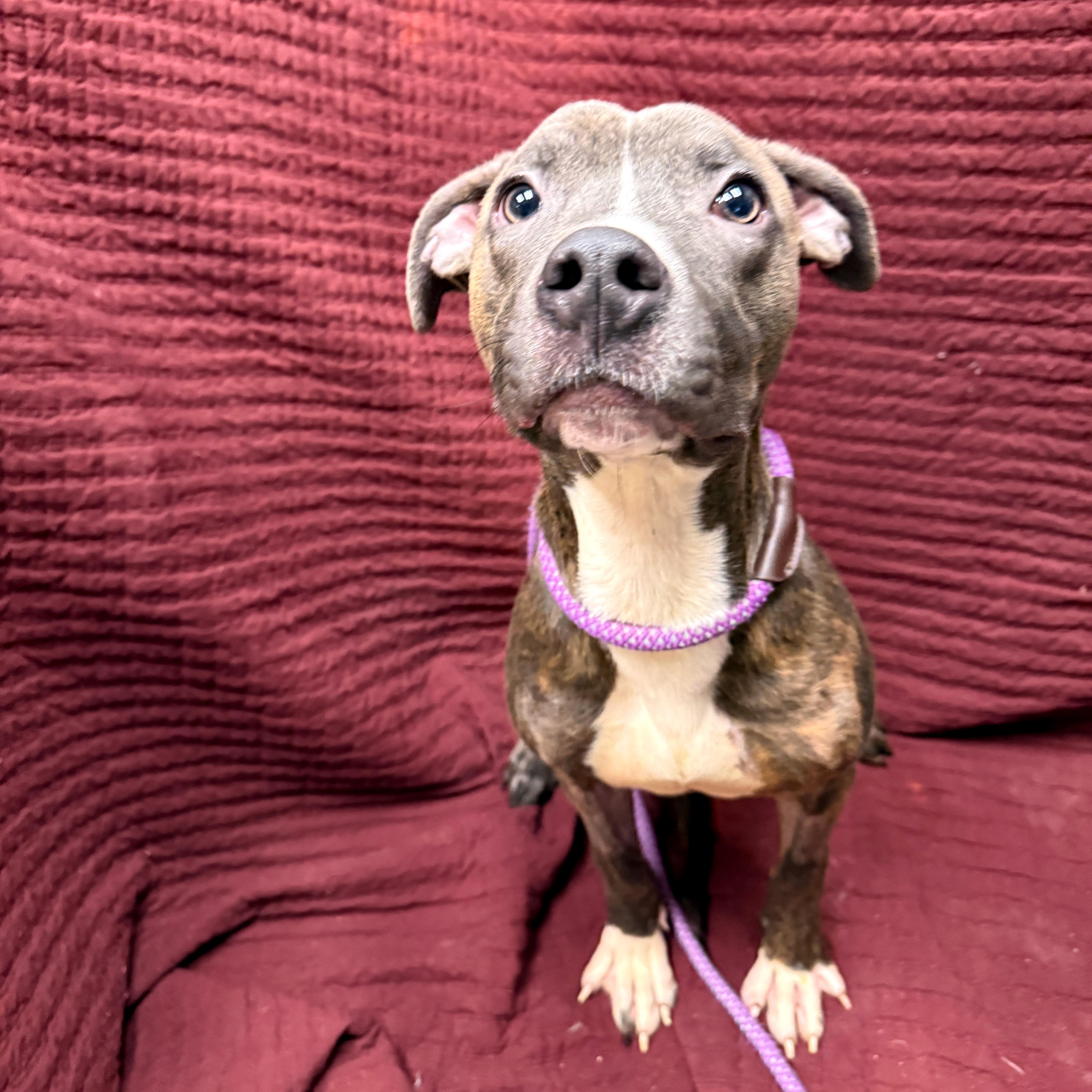 Enlarge Izzy, a other Mixed Breed in Urbana, IL image 1/3