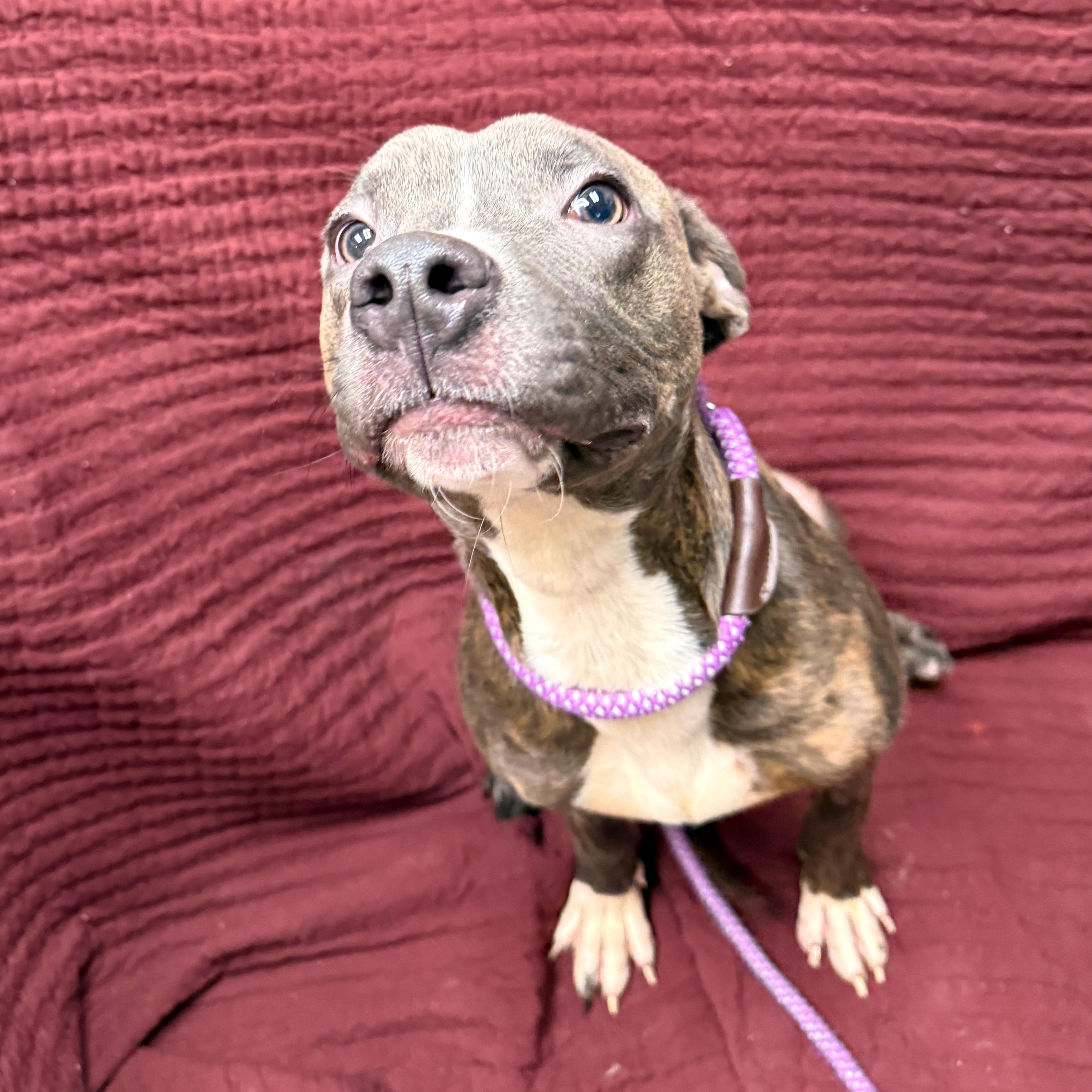 Enlarge Izzy, a other Mixed Breed in Urbana, IL image 3/3