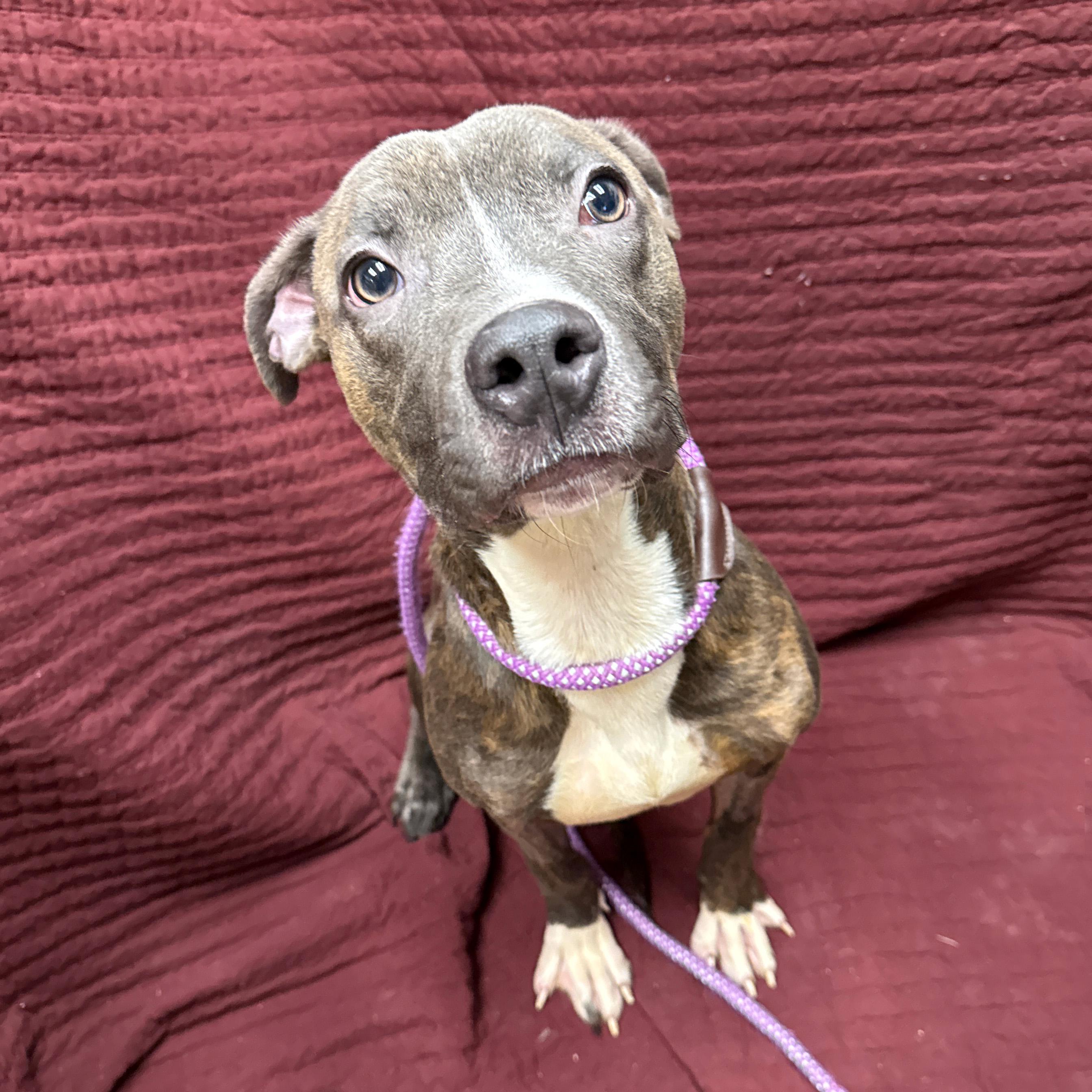 Enlarge Izzy, a other Mixed Breed in Urbana, IL image 2/3