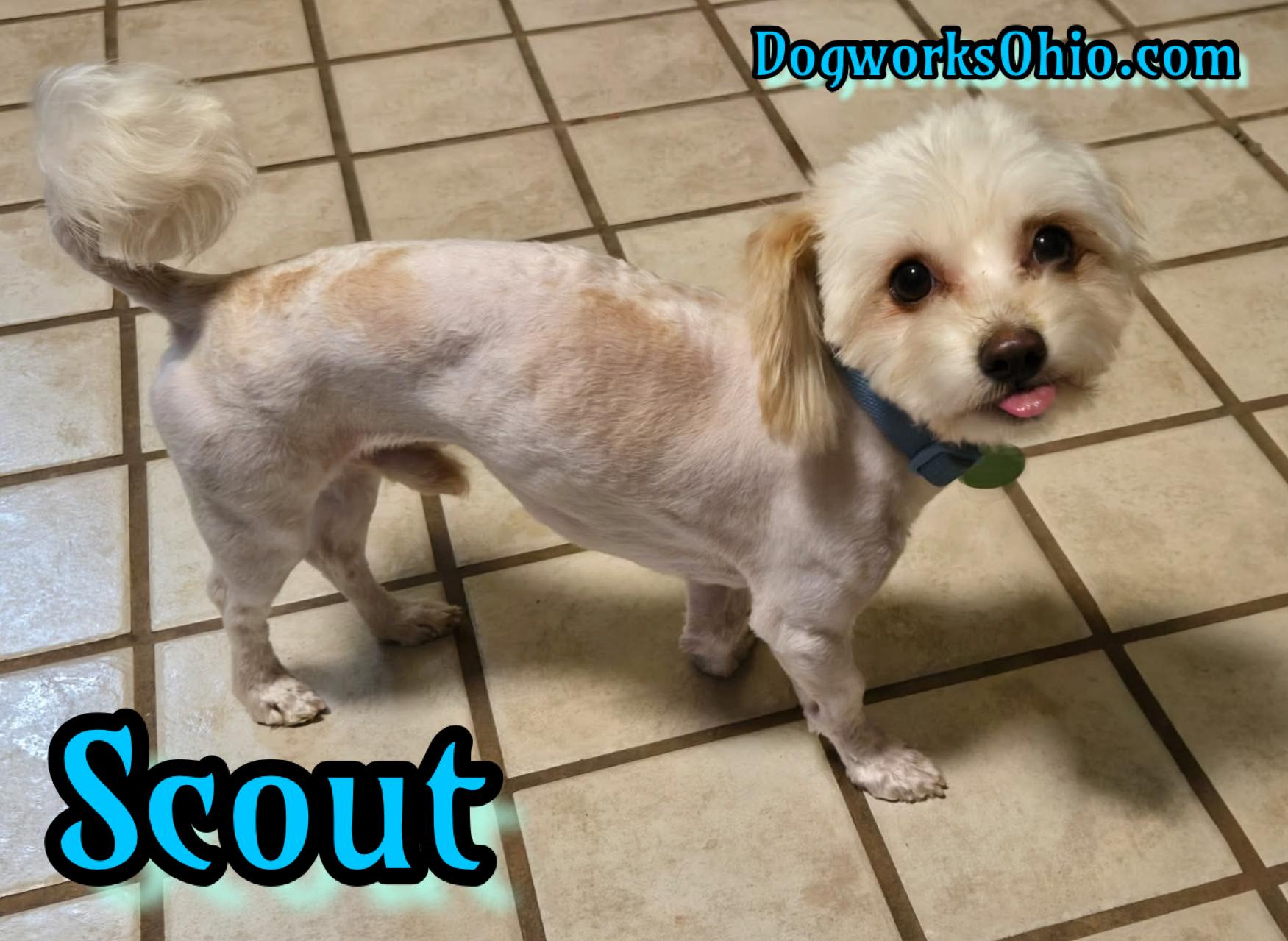 Scout, Adoptable, Young Male Maltipoo.