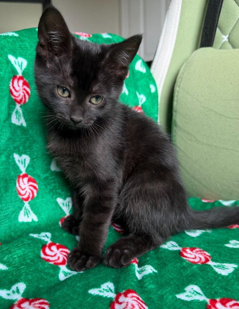Enlarge 26-09 Ithaca, a Adoptable Domestic Short Hair in St. Helens, OR image 1/1