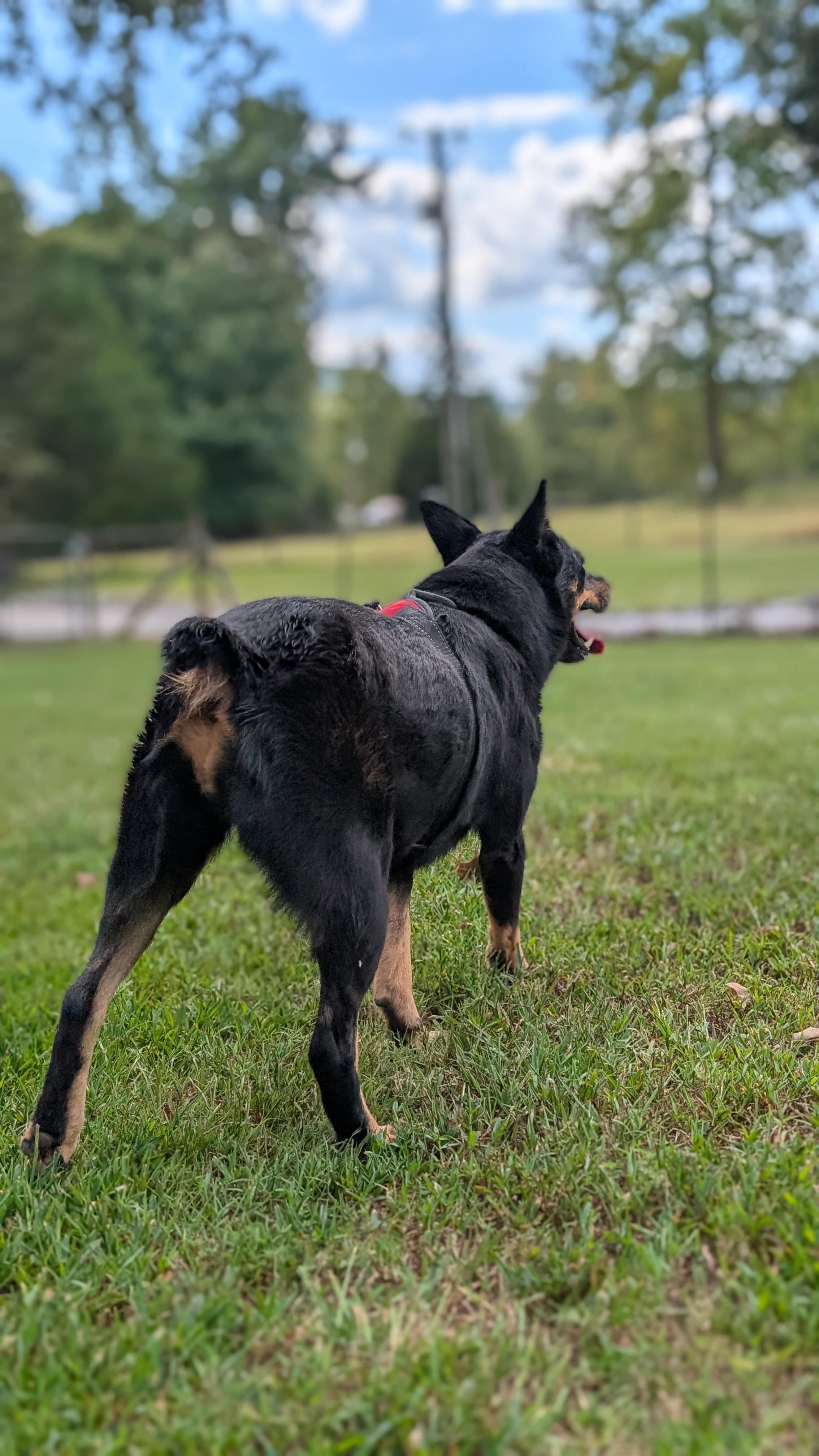Enlarge Gidget, a Adoptable mixed breed in Joppa, AL image 4/5