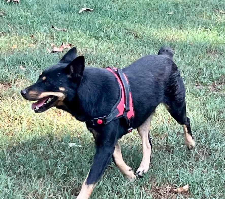 Enlarge Gidget, a Adoptable mixed breed in Joppa, AL image 3/5