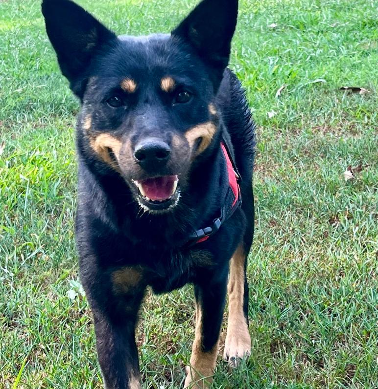 Enlarge Gidget, a Adoptable mixed breed in Joppa, AL image 2/5
