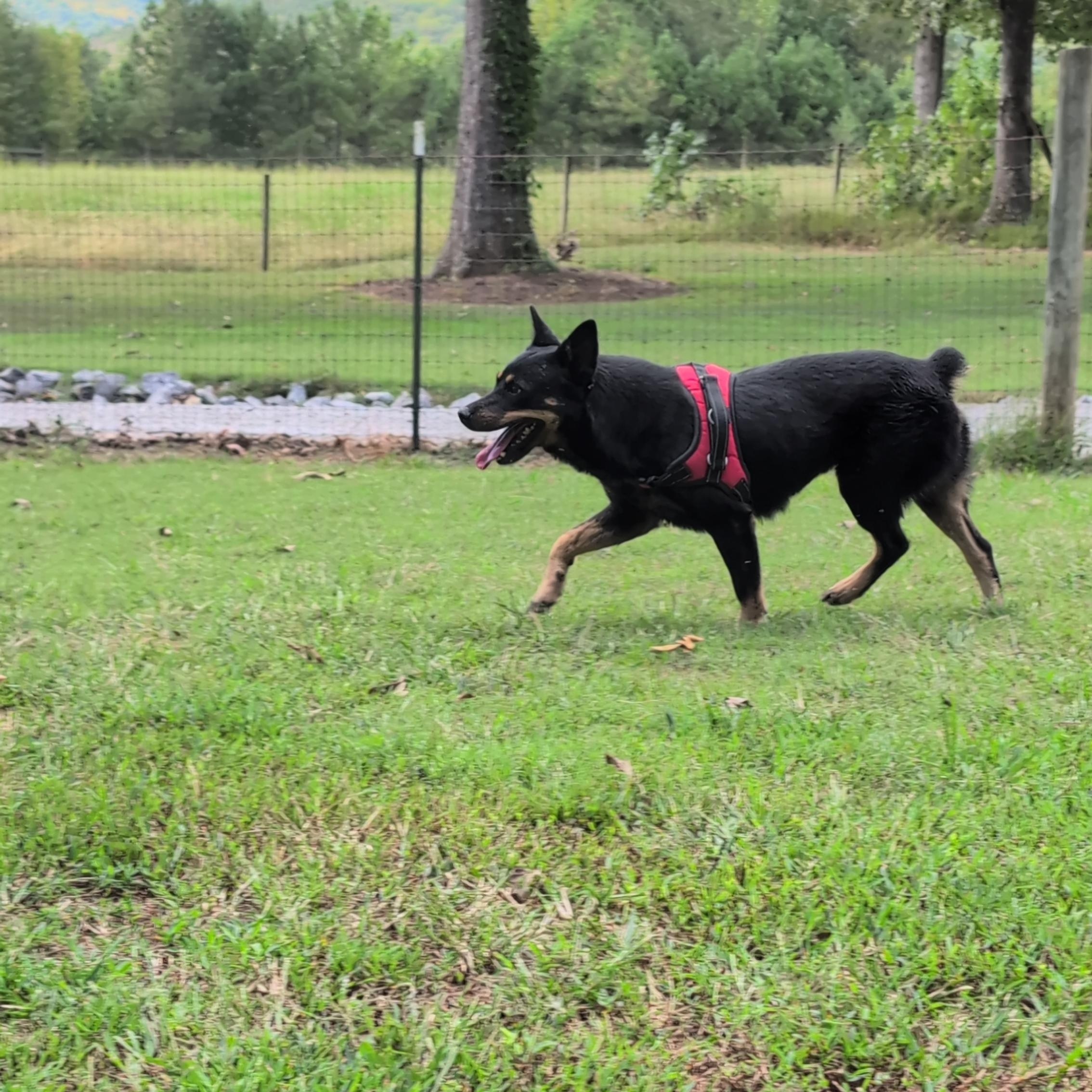 Enlarge Gidget, a Adoptable mixed breed in Joppa, AL image 5/5