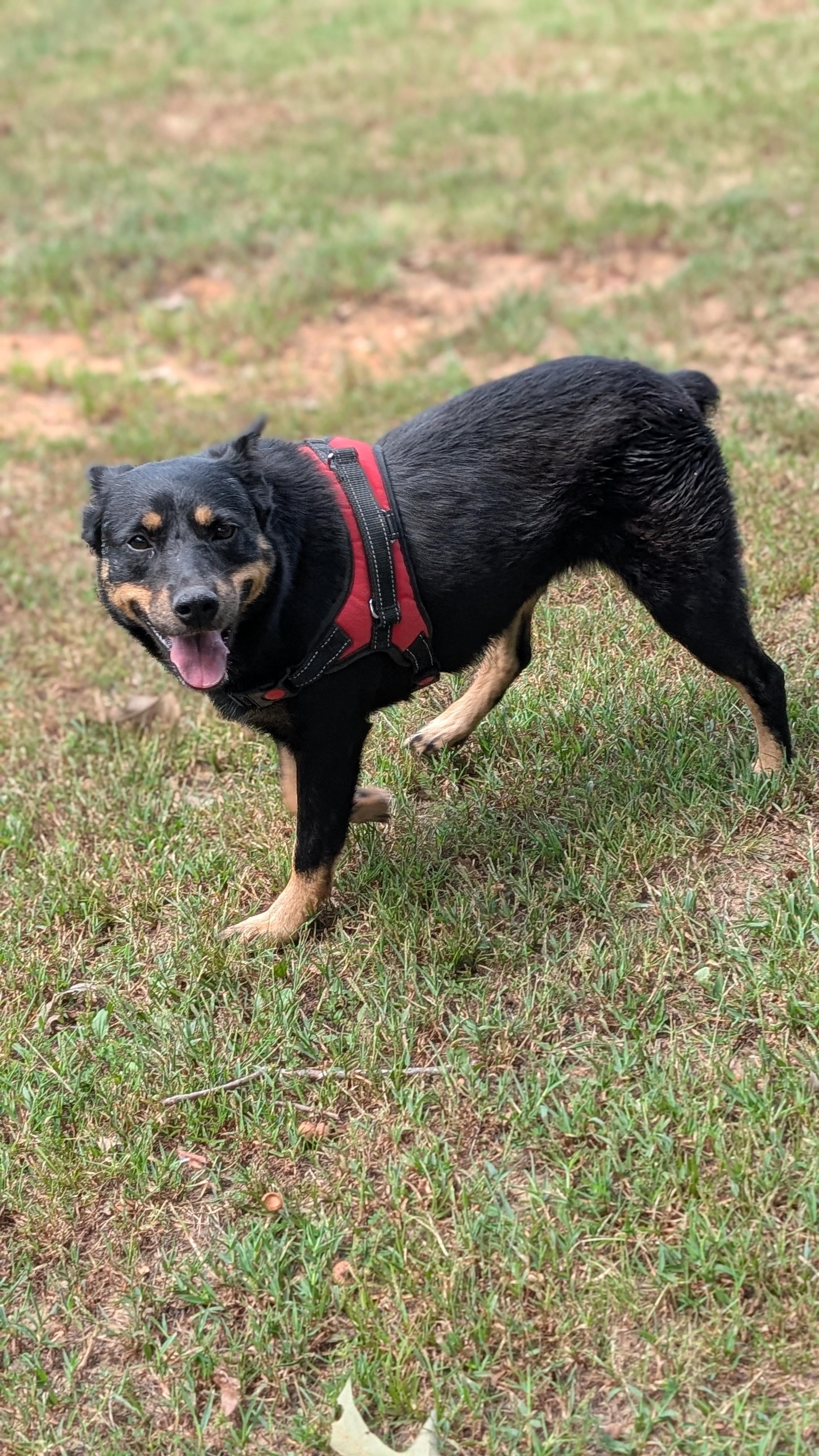Enlarge Gidget, a Adoptable mixed breed in Joppa, AL image 1/5
