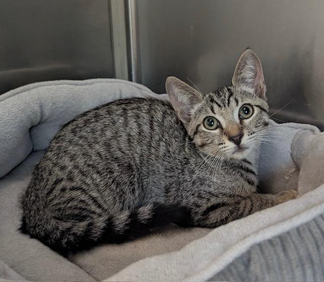 Sam, Adoptable, Kitten Male Tabby.