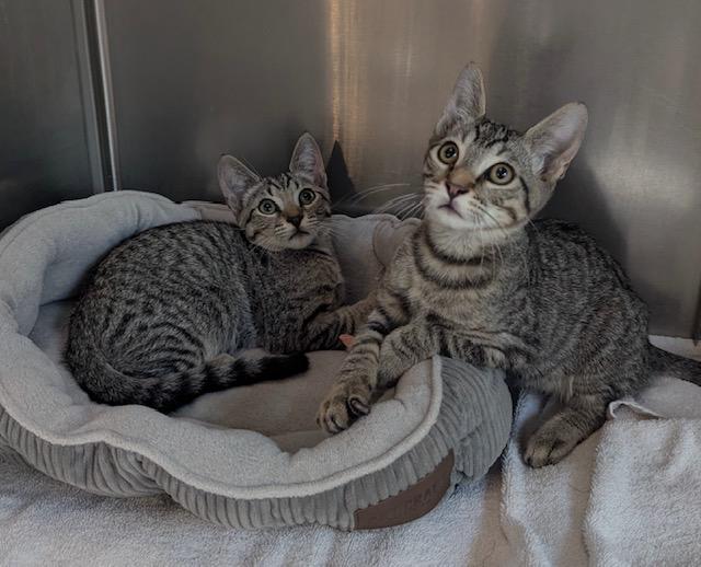 Enlarge Sam, a Adoptable Tabby in Canoga Park, CA image 3/4