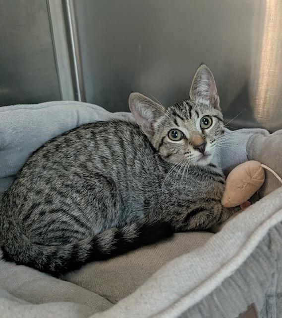 Enlarge Sam, a Adoptable Tabby in Canoga Park, CA image 4/4