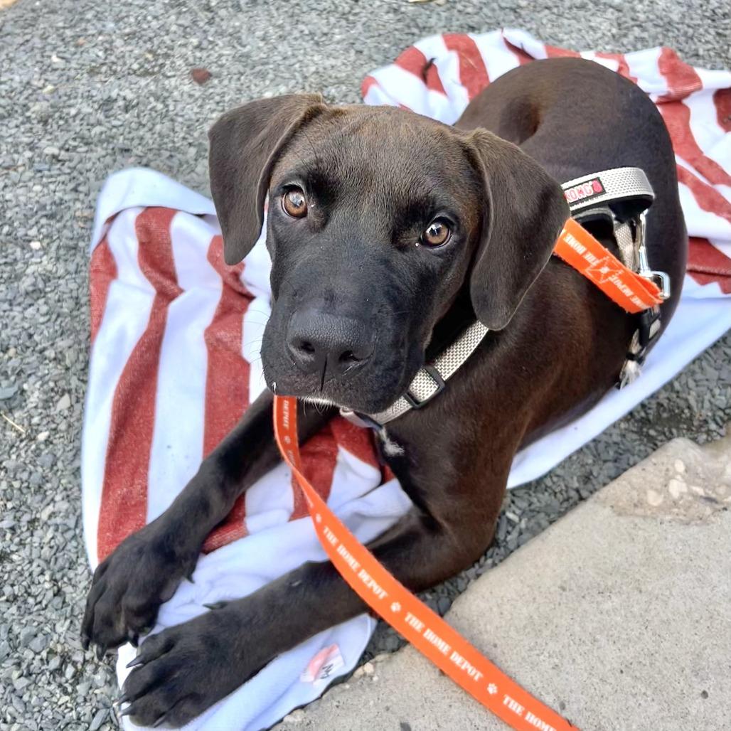 Marvin D71065, Adoptable, Puppy Male American Bulldog & Mixed Breed.