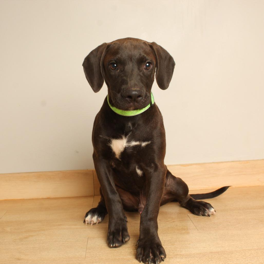 Enlarge Marvin D71065, a Adoptable mixed breed in Minnetonka, MN image 2/6