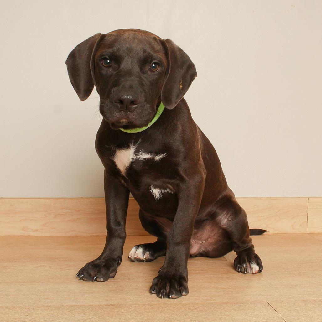 Enlarge Marvin D71065, a Adoptable mixed breed in Minnetonka, MN image 3/6