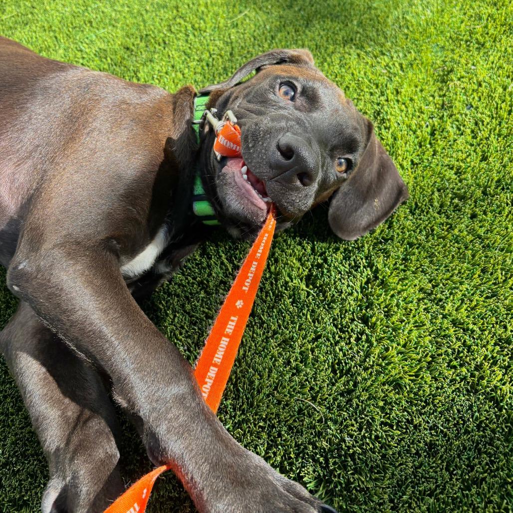 Enlarge Marvin D71065, a Adoptable mixed breed in Minnetonka, MN image 4/6