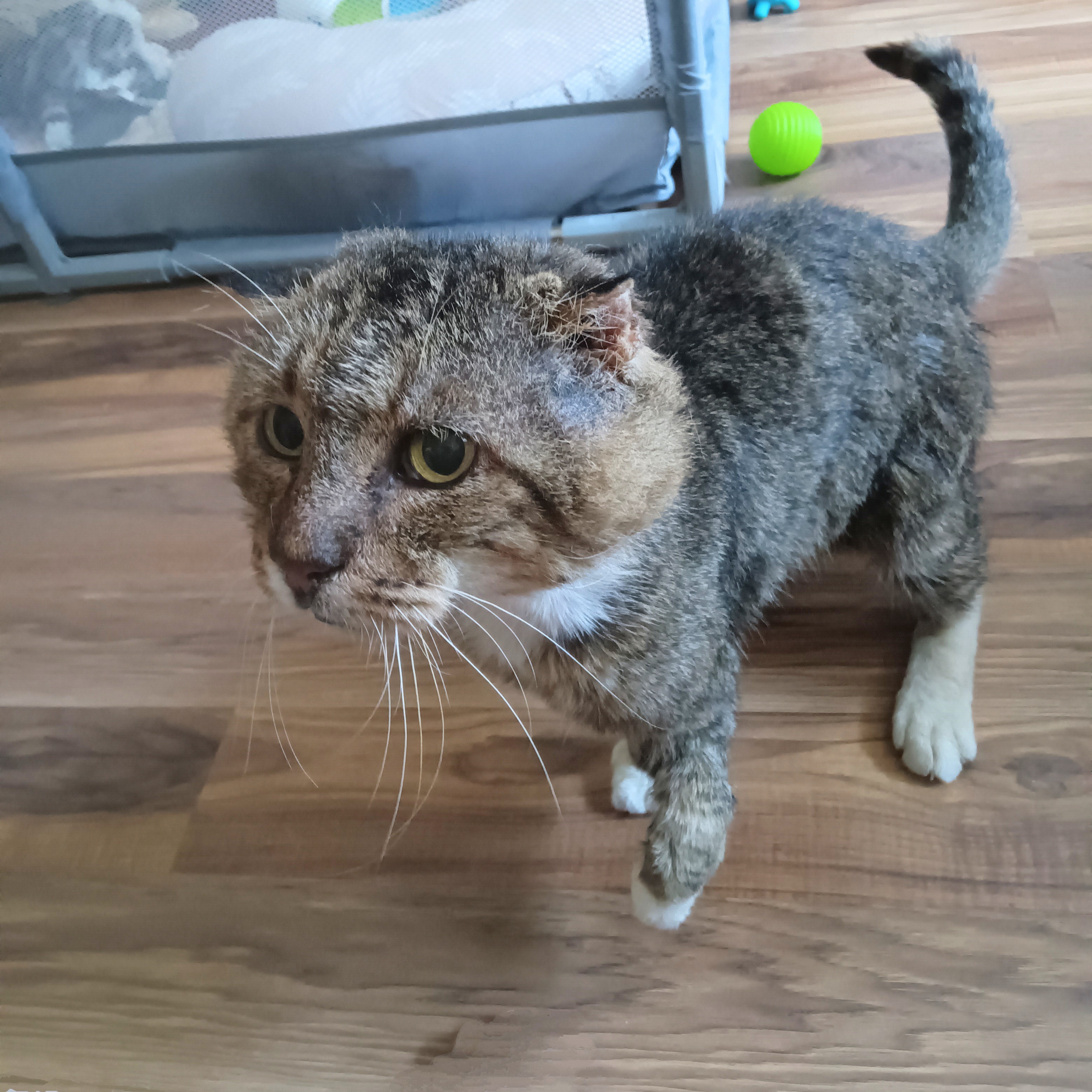 Cat for adoption Ashford, a Scottish Fold in Charleston, SC Petfinder