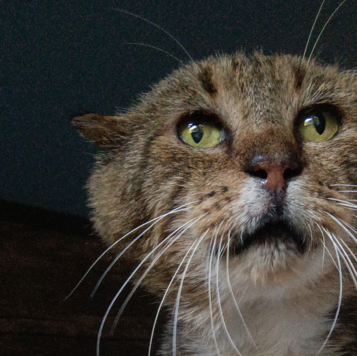 Cat for adoption Ashford, a Scottish Fold in Charleston, SC Petfinder