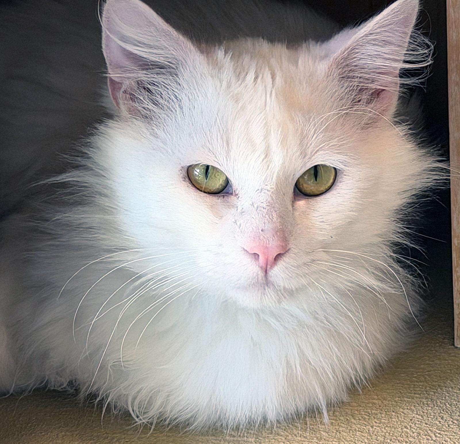 Enlarge FRANKENBERRY, a ADOPTABLE Domestic Medium Hair in San Clemente, CA image 1/3