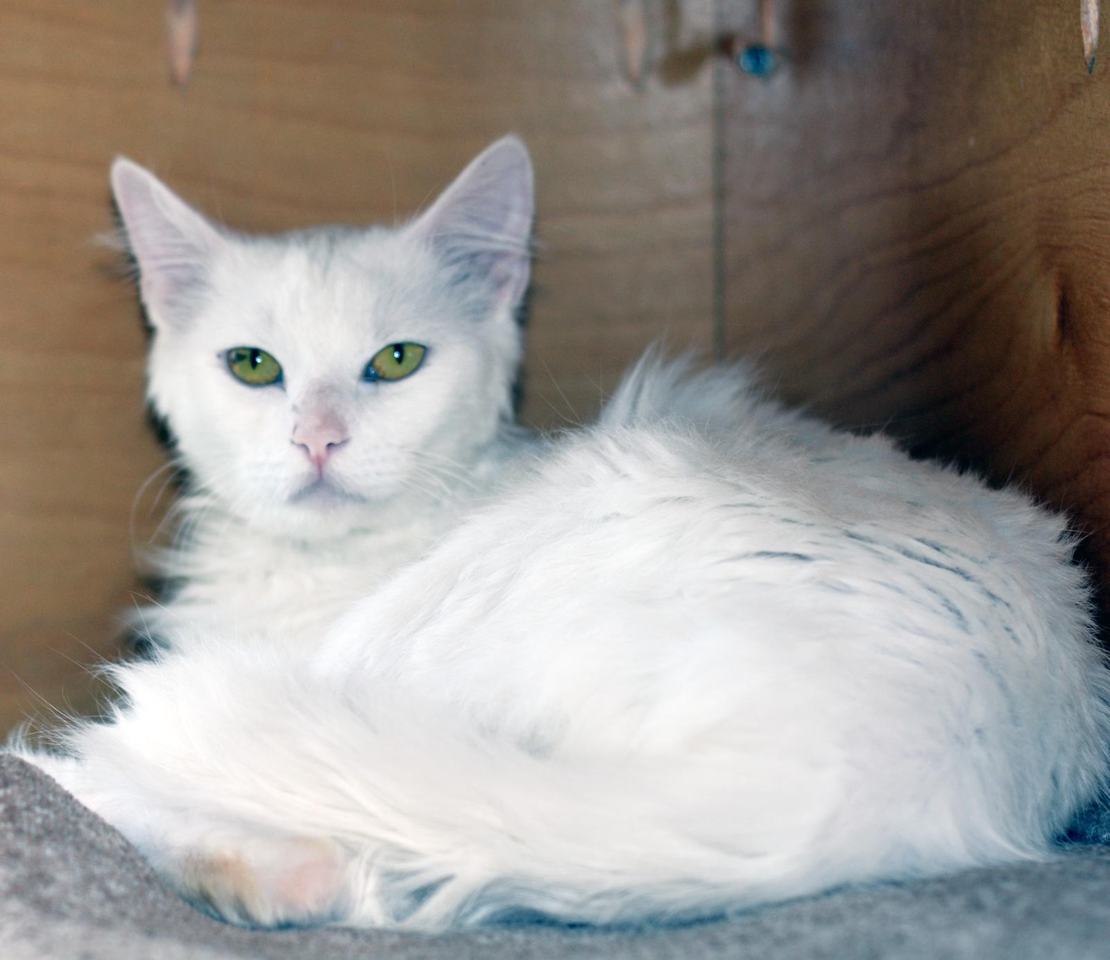 Enlarge FRANKENBERRY, a ADOPTABLE Domestic Medium Hair in San Clemente, CA image 3/3