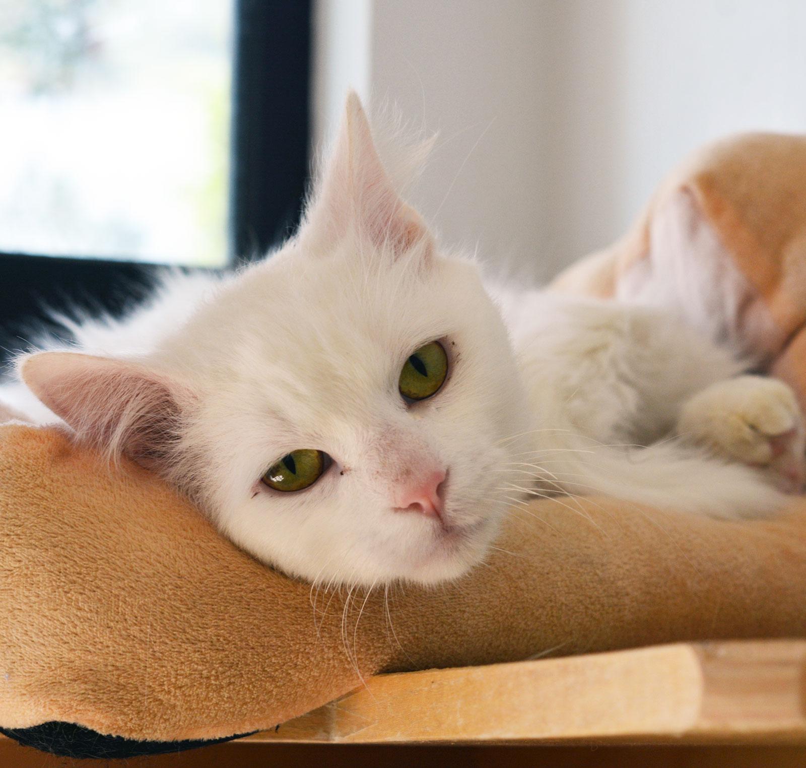 Enlarge FRANKENBERRY, a ADOPTABLE Domestic Medium Hair in San Clemente, CA image 2/3