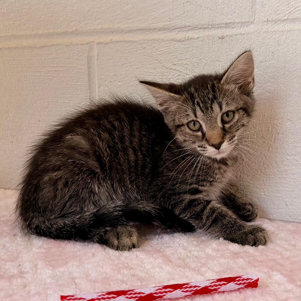 Tobin, Adoptable, Kitten Male Domestic Short Hair.