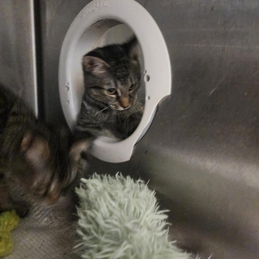 Tobin, a Adoptable Domestic Short Hair in Evensville, TN image 2/6