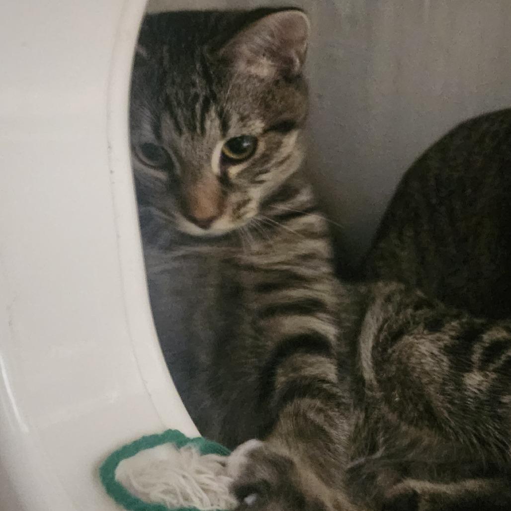 Tobin, a Adoptable Domestic Short Hair in Evensville, TN image 3/6