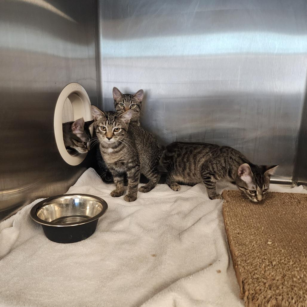 Tobin, a Adoptable Domestic Short Hair in Evensville, TN image 5/6