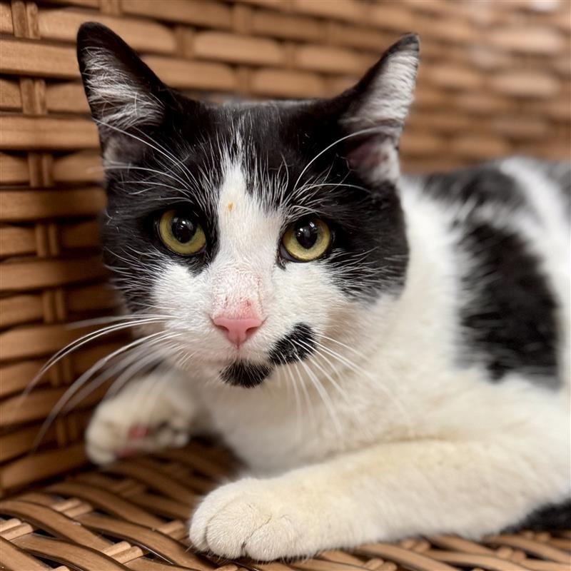 Mrs. Grover, a Adoptable Domestic Short Hair in Midland, MI image 2/4