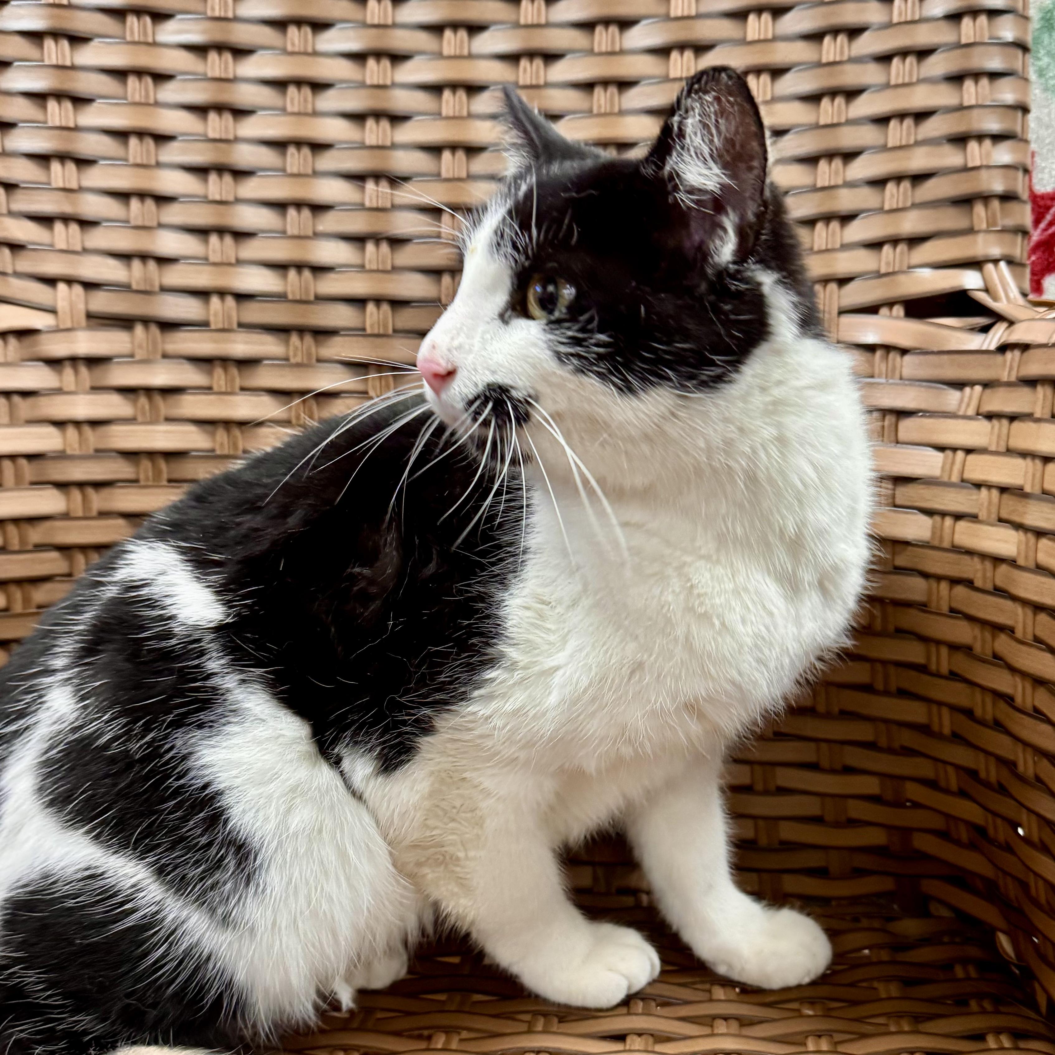 Mrs. Grover, a Adoptable Domestic Short Hair in Midland, MI image 3/4