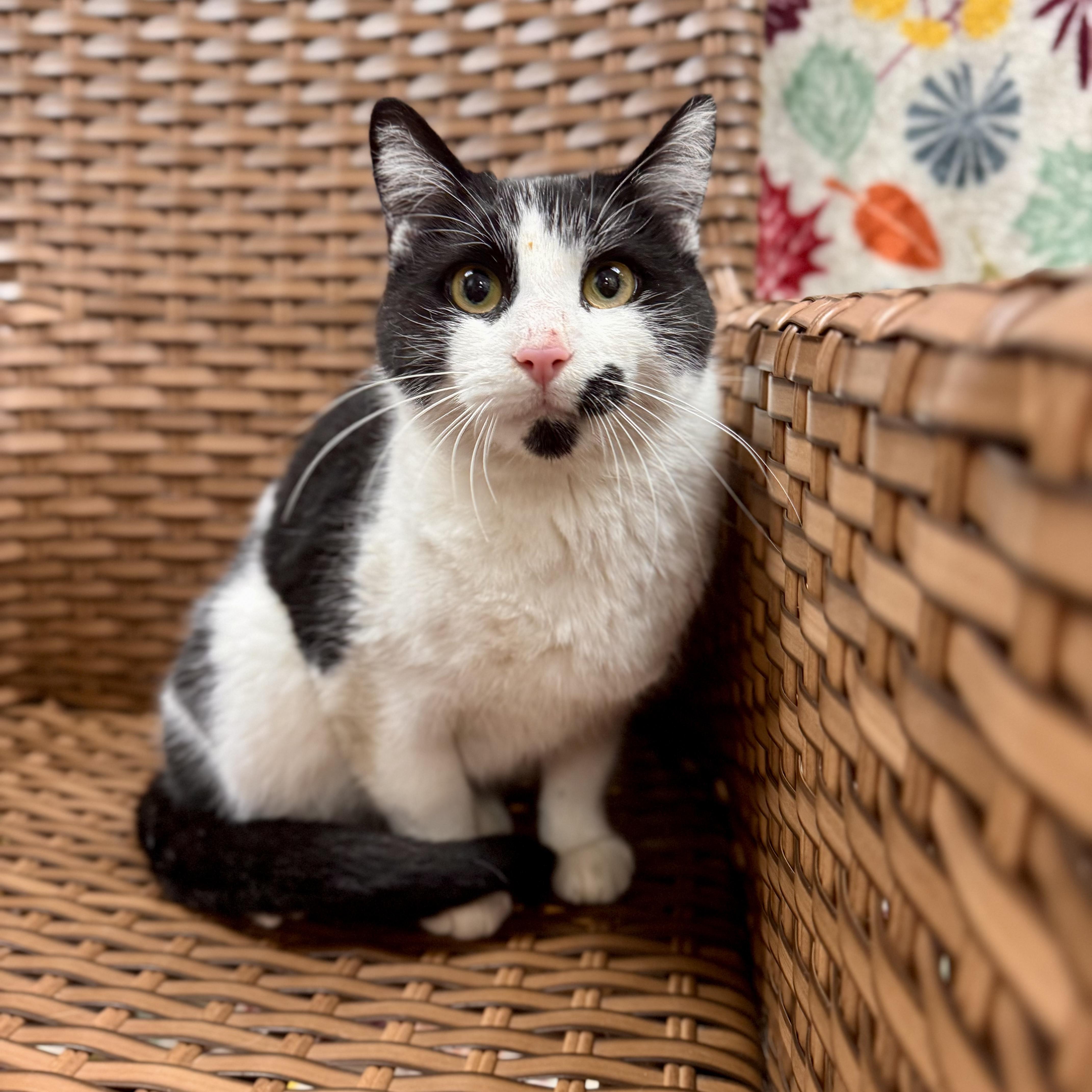 Mrs. Grover, a Adoptable Domestic Short Hair in Midland, MI image 4/4