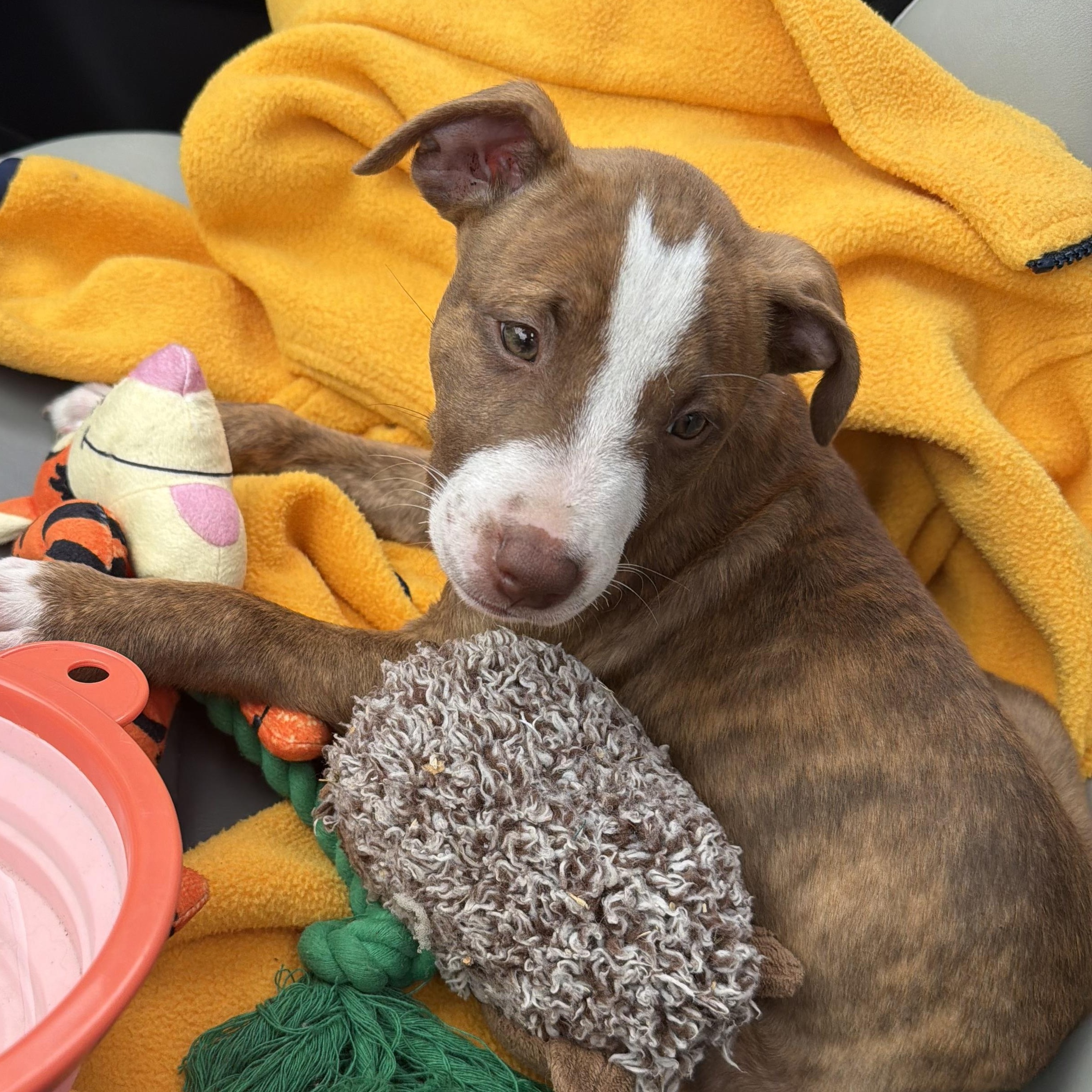 DIXIE - ARRIVING IN MAINE JUNE 13TH, ADOPTABLE, Puppy Female Mixed Breed.