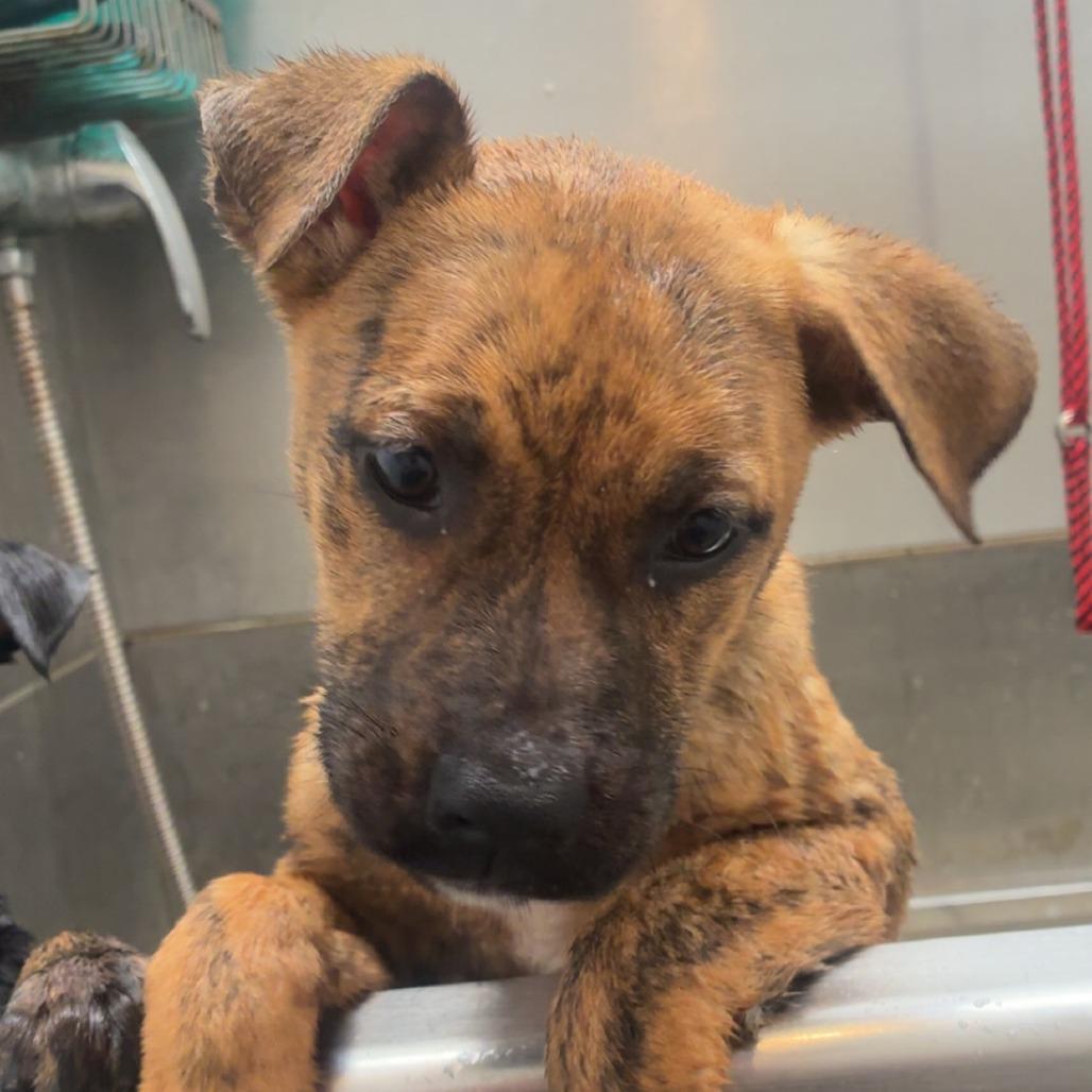 Freya, Adoptable, Puppy Female Labrador Retriever.