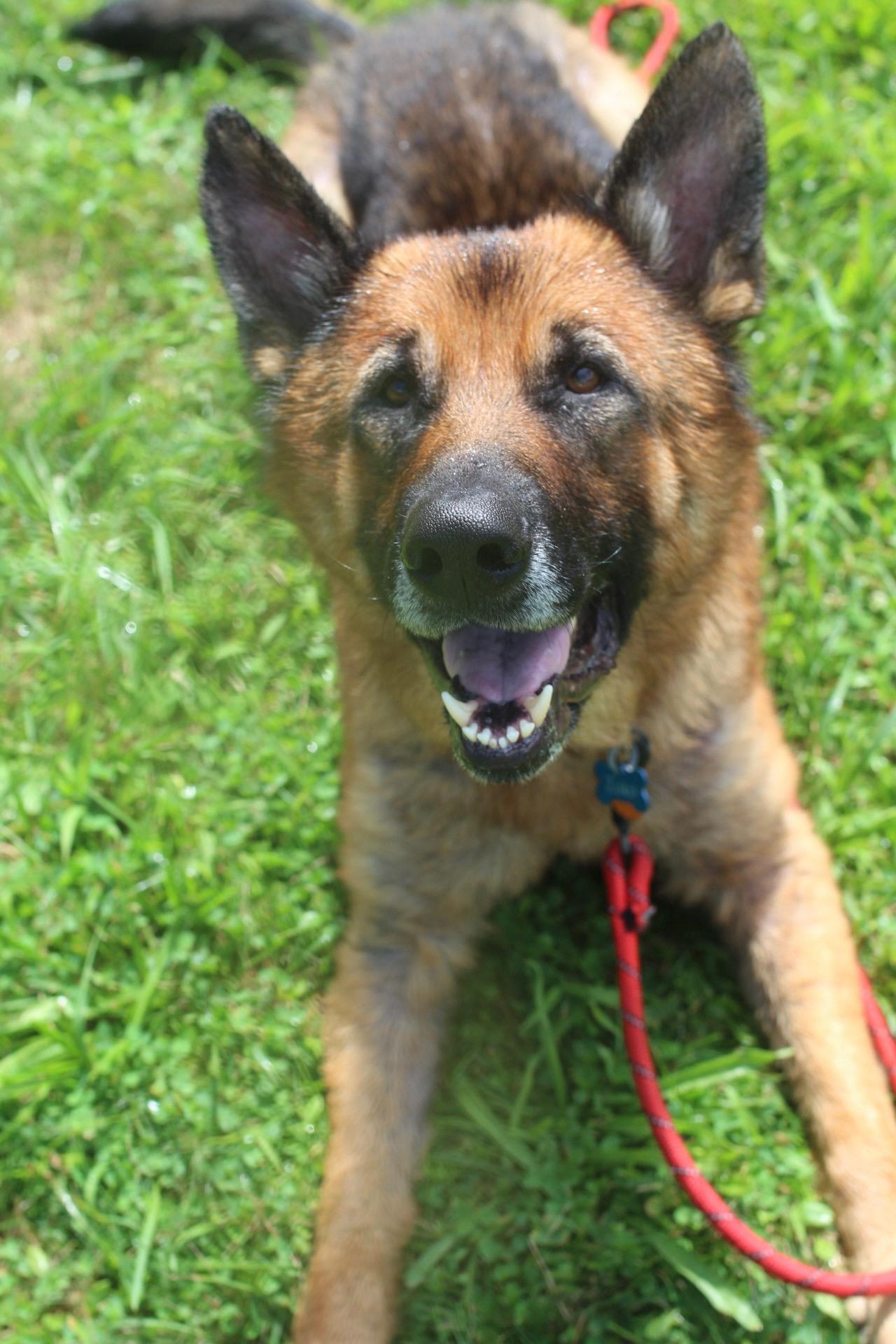 Enlarge Zuko, a ADOPTABLE German Shepherd Dog in Southwick, MA image 1/4