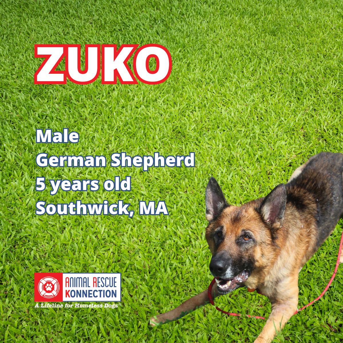 Enlarge Zuko, a ADOPTABLE German Shepherd Dog in Southwick, MA image 2/4