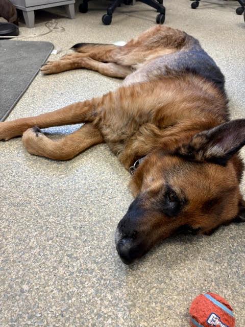 Enlarge Zuko, a ADOPTABLE German Shepherd Dog in Southwick, MA image 3/4